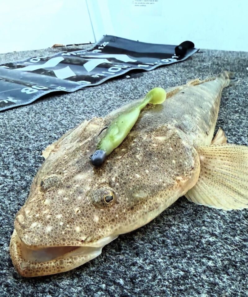 4" Nova Mullet Scream minnow (Glow) 6pk - Image 7