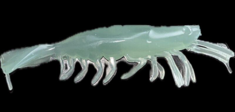 3" V Natural Prawn 4pk - Image 2