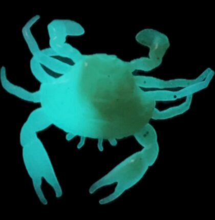 1.8" Glow Crab 6pk