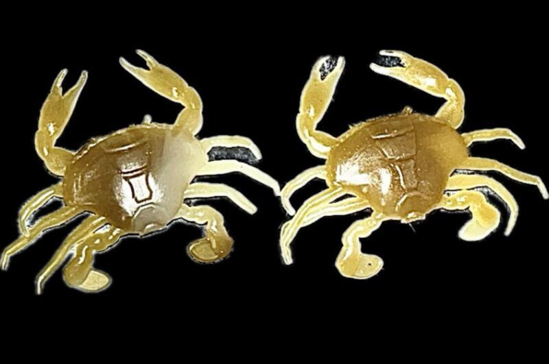 1.8" Baby Mud Crab (Glow) 6pk - Image 3