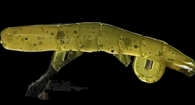 2" Blitz Prawn Banana 6pk - Image 3