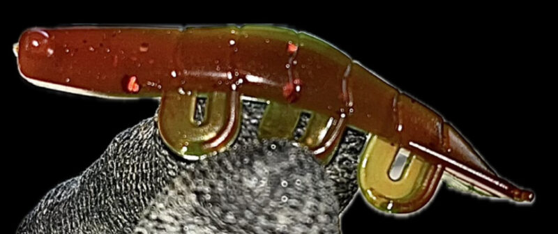 2" Blitz Prawn Watermelon Burst (Glow) 6pk - Image 2