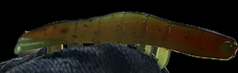 2" Blitz Prawn Watermelon Burst (Glow) 6pk - Image 6