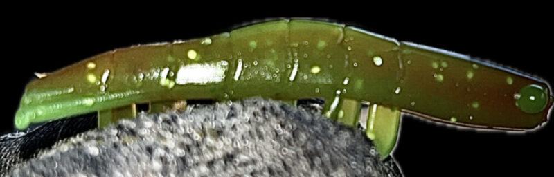2" Blitz Prawn Watermelon Burst (Glow) 6pk - Image 5