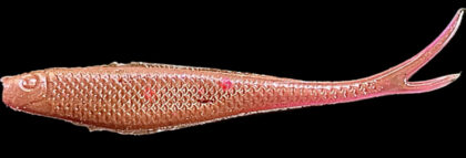 4" Z Jerk Shad Lilly's Pink 4pk