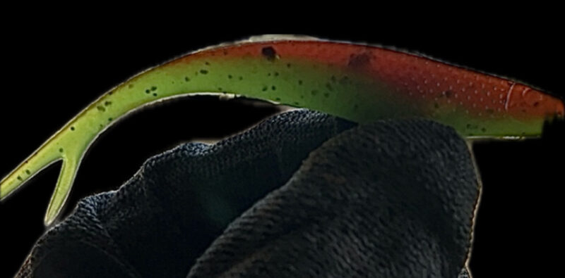 4" Z Jerk Shad Watermelon Burst (Glow) 4pk - Image 3