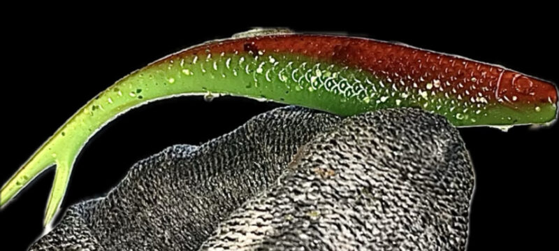 4" Z Jerk Shad Watermelon Burst (Glow) 4pk - Image 2