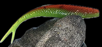 4" Z Jerk Shad Watermelon Burst (Glow) 4pk