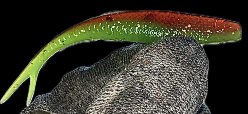 4" Z Jerk Shad Watermelon Burst (Glow) 4pk