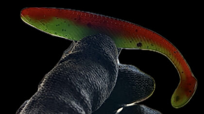 4" Scream Minnow Watermelon Burst (Glow) 6pk