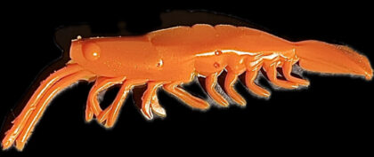 3" V Prawn Cooked Prawn (Glow) 4pk