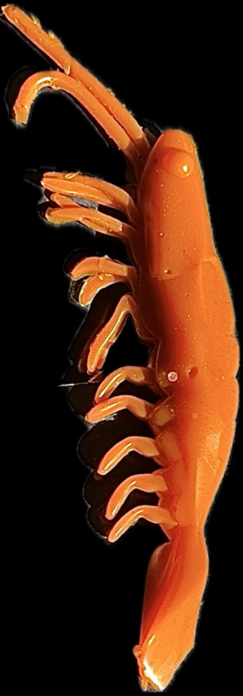 3" V Prawn Cooked Prawn (Glow) 4pk - Image 3