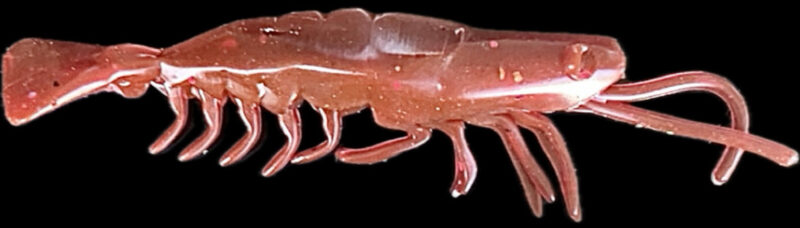 3" V Prawn Lilly's Pink - Image 3