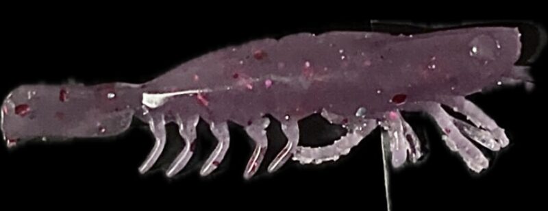 3" V Prawn Cupids Kiss (Glow) 4pk - Image 4